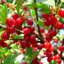 1 DORMANT Nanking bush red
