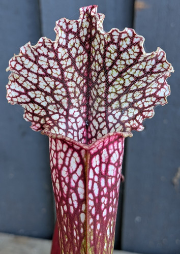 Sarracenia leucophylla x - (leucophylla,