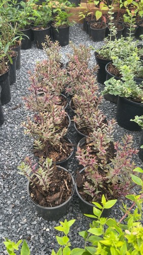 Litre pot hebe red - -,