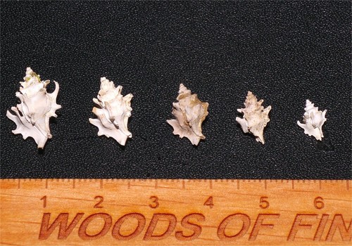 Eocene gastropod typhis - gastropod,