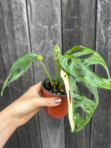 Variegated adasonii - ,
