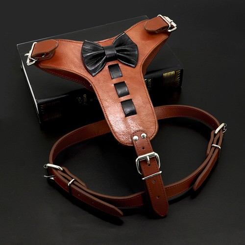 For large dogs pitbull - dogs, boxer