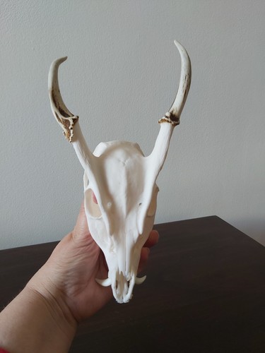 Muntjac buck deer skull - buck,