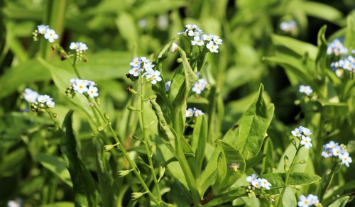 Myosotis scorpioides water - myosotis, (water