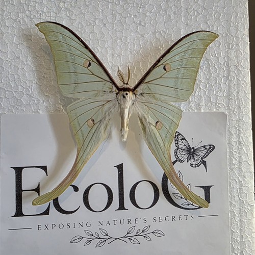 Actias selene moth - selene,
