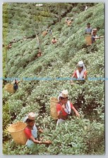 D330409 Tea plucking at a Sylhet tea garden. Adcom. Padma Printers. Bangladesh P