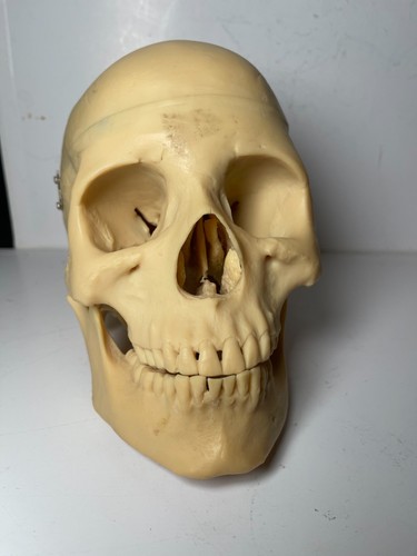 Full size human medical - size,