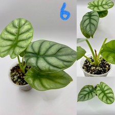 Alocasia Silver Dragon RARE Aroid House Plant