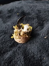 Taxidermy Mini Dome With Rodent Skull And Crow Clsw