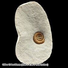 Arnioceras Calcite Ammonite