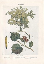 1910 HAZEL TREE Print -