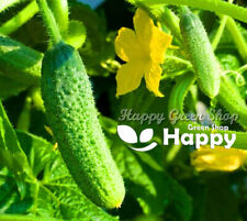 VEGETABLE SEEDS CUCUMBER GHERKIN F1 - 50 SEEDS - PICKLING CORNICHON