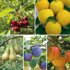 T&M Mini Fruit Tree Patio Garden Plant Apples Pears Cherries Plums 9cm Potted