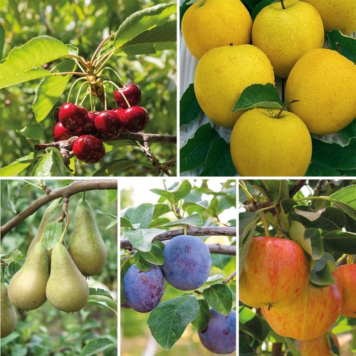 Mini fruit tree - mini,