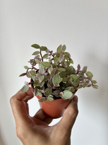 Indoor houseplant callisia - indoor,