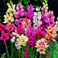 20 Ixia (Corn Lilium) Mixed Bulbs/Corms Perennial Summer Flowering Garden Plant