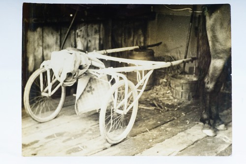 Horse harness racing - harness,