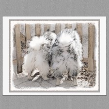 6 Keeshond Butts at the Gate