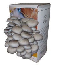 Mushroom Grow Kit, Blue Oyster