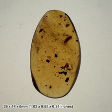 Burmese cretaceous amber - , with