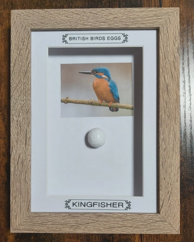 Framed british birds - birds, eggs