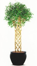 Ficus benjamina - Weeping Fig - 25+ Fresh Seeds - Makes An Excellent Bonsai