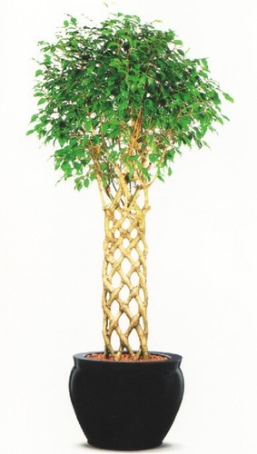 Ficus benjamina weeping - ficus,
