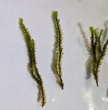 ✅Rare Distichophyllum Aquarium Moss Slow Grow Easy Plant For Fish Tanks 40stems✅