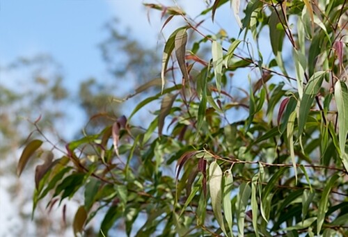 Eucalyptus citriodora lemon - eucalyptus, (lemon