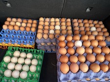 Free Range Hens Eggs For