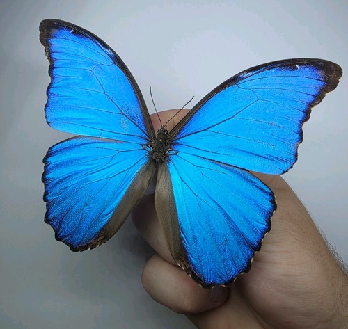 Morpho didius set - morpho,