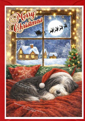 Bearded collie dog christmas - bearded,