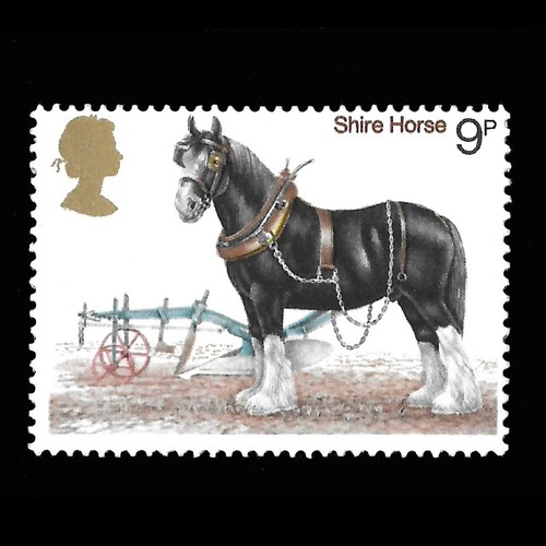Animals horses qeii - horses,