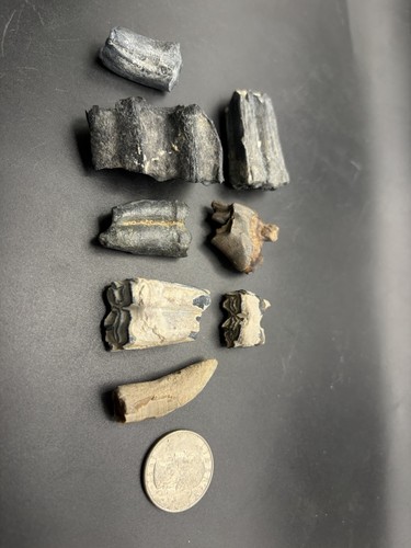 Fossil mammal tooth - fossil,