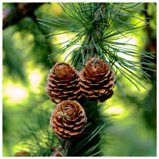 15 Japanese Larch Trees