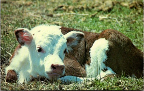 Hereford calf nebraskaland - hereford,