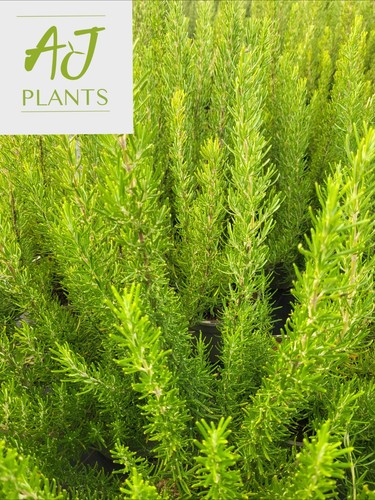 Rosmarinus green ginger - green,