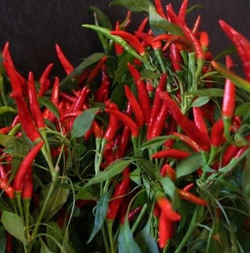 Chilli lingua fuoco 15 - di,