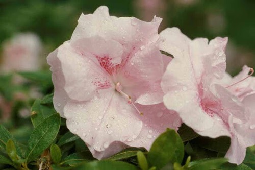 Japanese azalea nancy - nancy, of