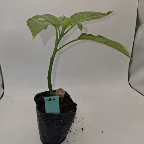 Brugmansia single white rooted - brugmansia,