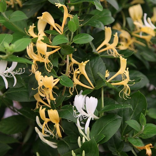 Lonicera honeysuckle halliana - lonicera,