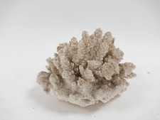 Natural white coral - white, specimen