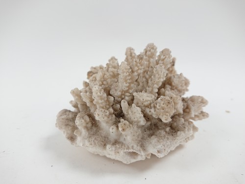 Natural white coral specimen - natural,