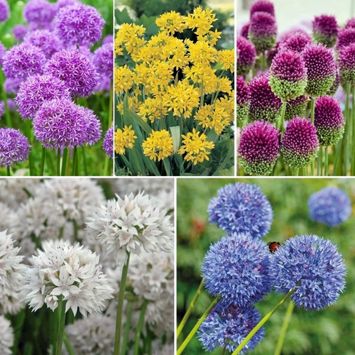 Allium gardeners world - allium,