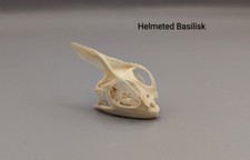 Helmeted Basilisk Skull