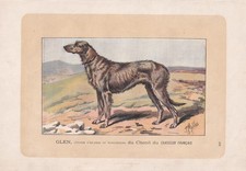 1896 IRISH WOLFHOUND DOG Print