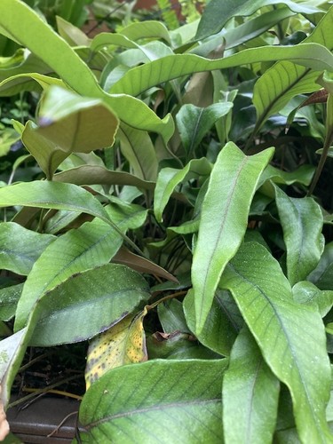 Pyrrosia lingua climbing fern - pyrrosia,