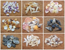 Natural beach shells - shells,