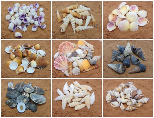 Natural beach shells - beach, home