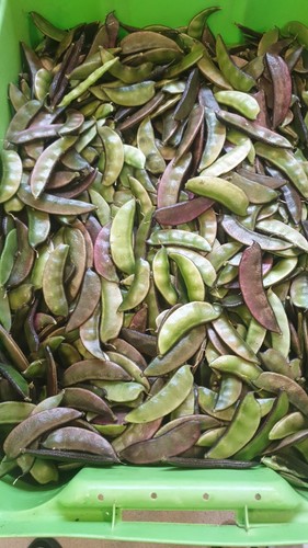 Hyacinth bean uri - hyacinth,
